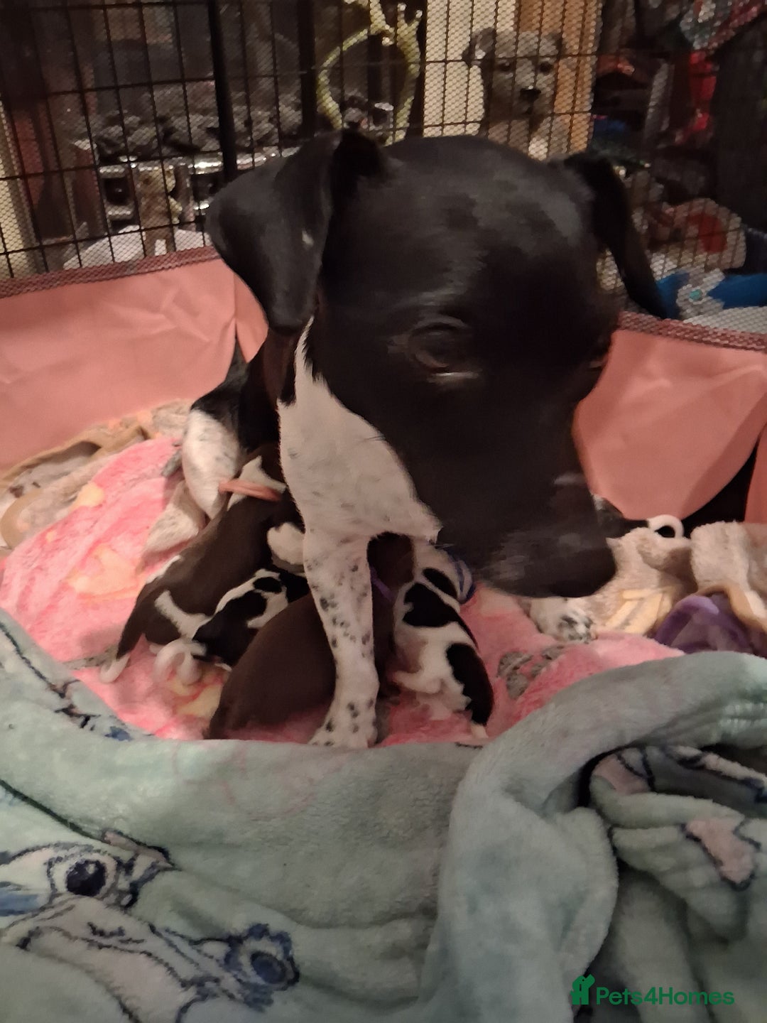 Mixed Breed dogs for sale: Jack Russell cross dachshund puppies  - Image 1