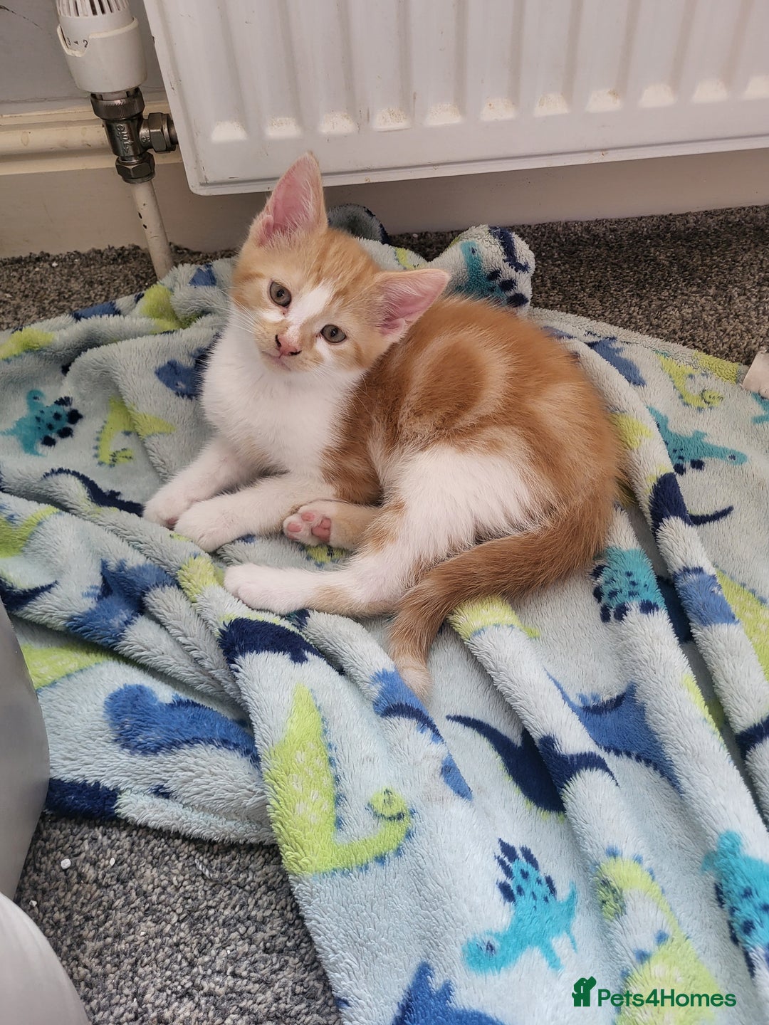 Mixed Breed cats for sale: 2 ginger kittens  - Image 2