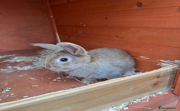 Mixed Breed rabbits - Advert 2