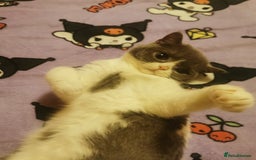 British Shorthair cats for sale: Bi-Colour British Shorthair Male. in Canterbury - Image 5