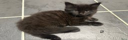 Mixed Breed cats for sale: 4 black tabby male kittens for sale - Advert 6