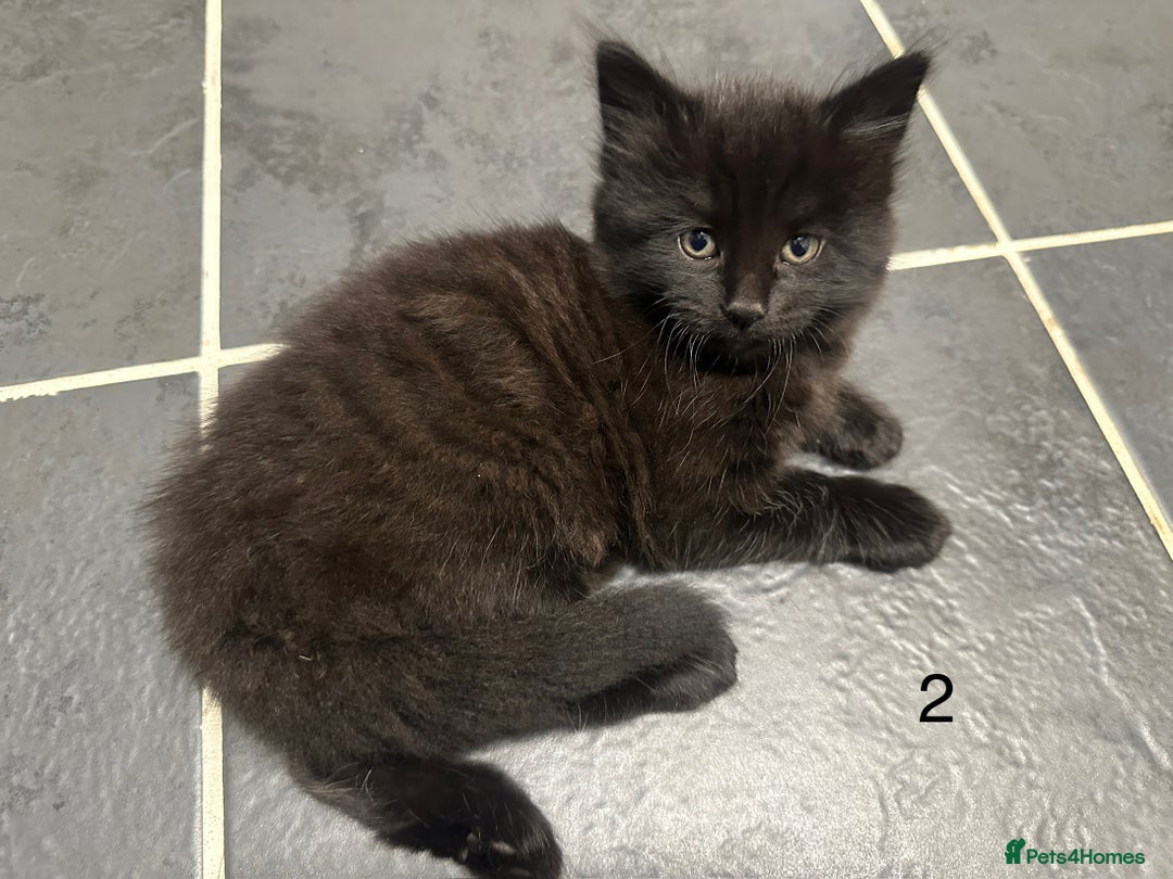 Mixed Breed cats for sale: 4 black tabby male kittens for sale - Advert 6