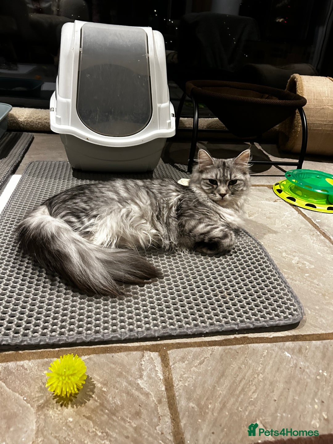 Maine Coon cats for sale: Stunning Purebred Maine Coon Kittens 😺  - Advert 7