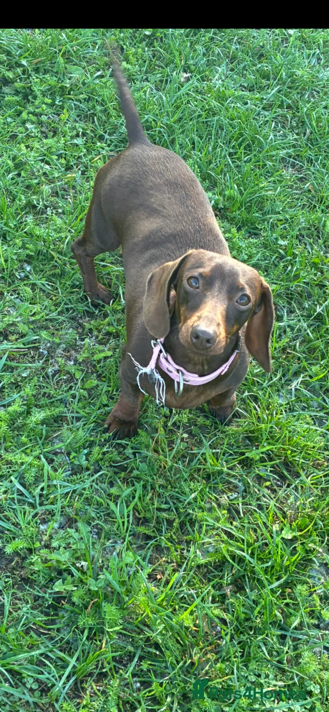 Miniature Dachshund dogs for sale: Gorgeous Minature Daschund Puppies  - Advert 1