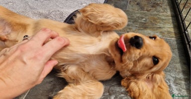 Cocker Spaniel dogs - Advert 7