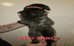 Bullmastiff dogs for sale: 11 Bullmastiff puppies for sale - Advert 8