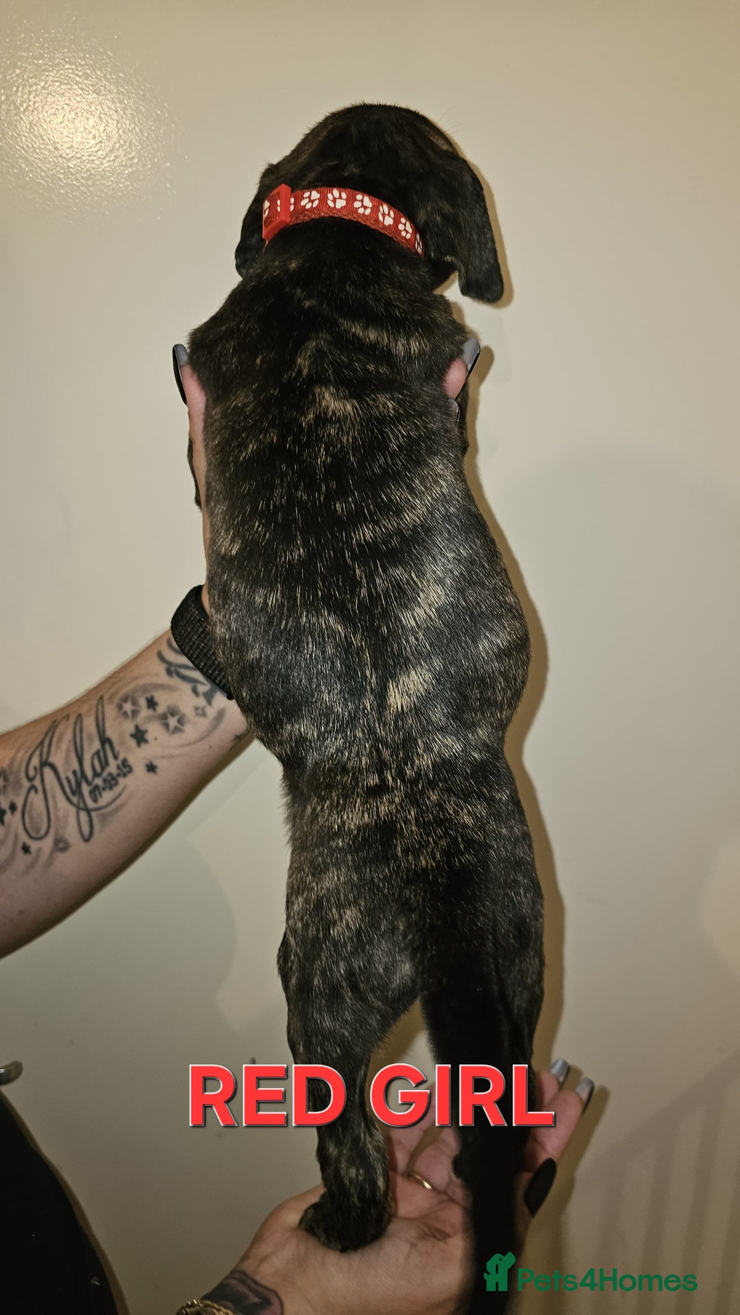 Bullmastiff dogs for sale: 11 Bullmastiff puppies for sale - Advert 8