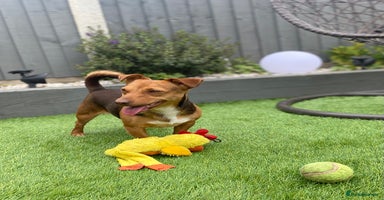 Jack Russell dogs - Advert 3