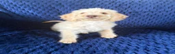 Labradoodle dogs for sale: Ready Now! Beautiful F1b Labradoodles  - Advert 5