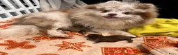 Pomeranian dogs for sale: Lilac Merle Pomeranian  - Advert 6