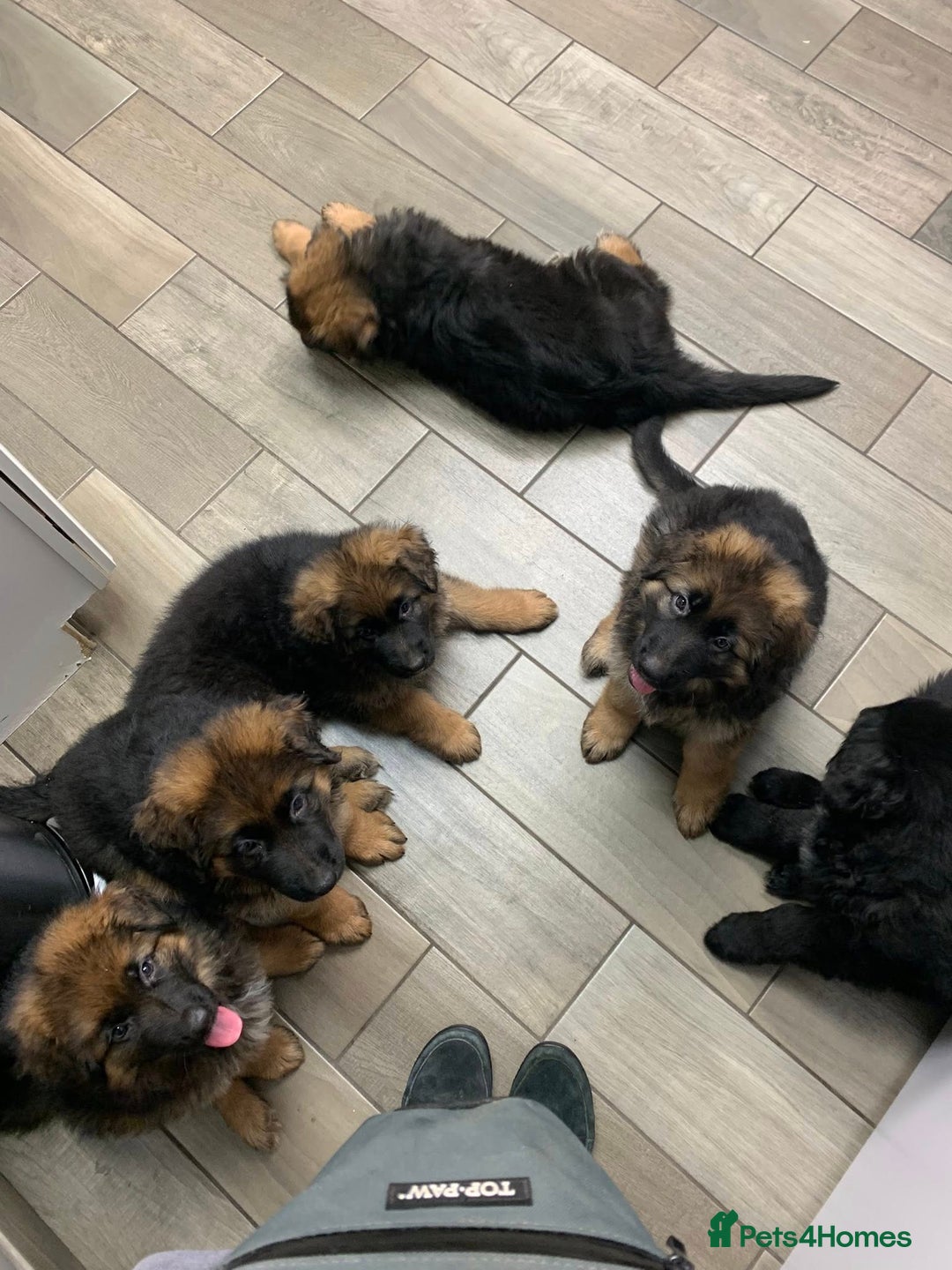 German Shepherd dogs for sale: For sale German Shepherd puppies - Advert 2