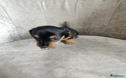 Mixed Breed dogs for sale: Four Little Ones:Sweet Female Puppies Seeking Home - Image 17