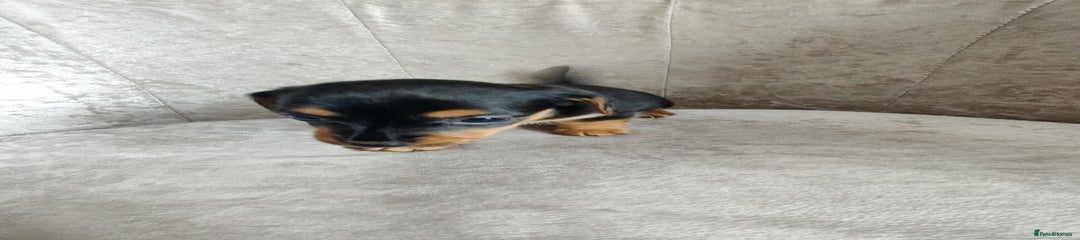 Mixed Breed Puppy 4