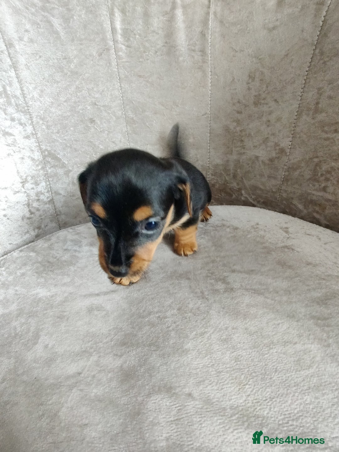 Mixed Breed dogs for sale: Four Little Ones:Sweet Female Puppies Seeking Home - Image 17
