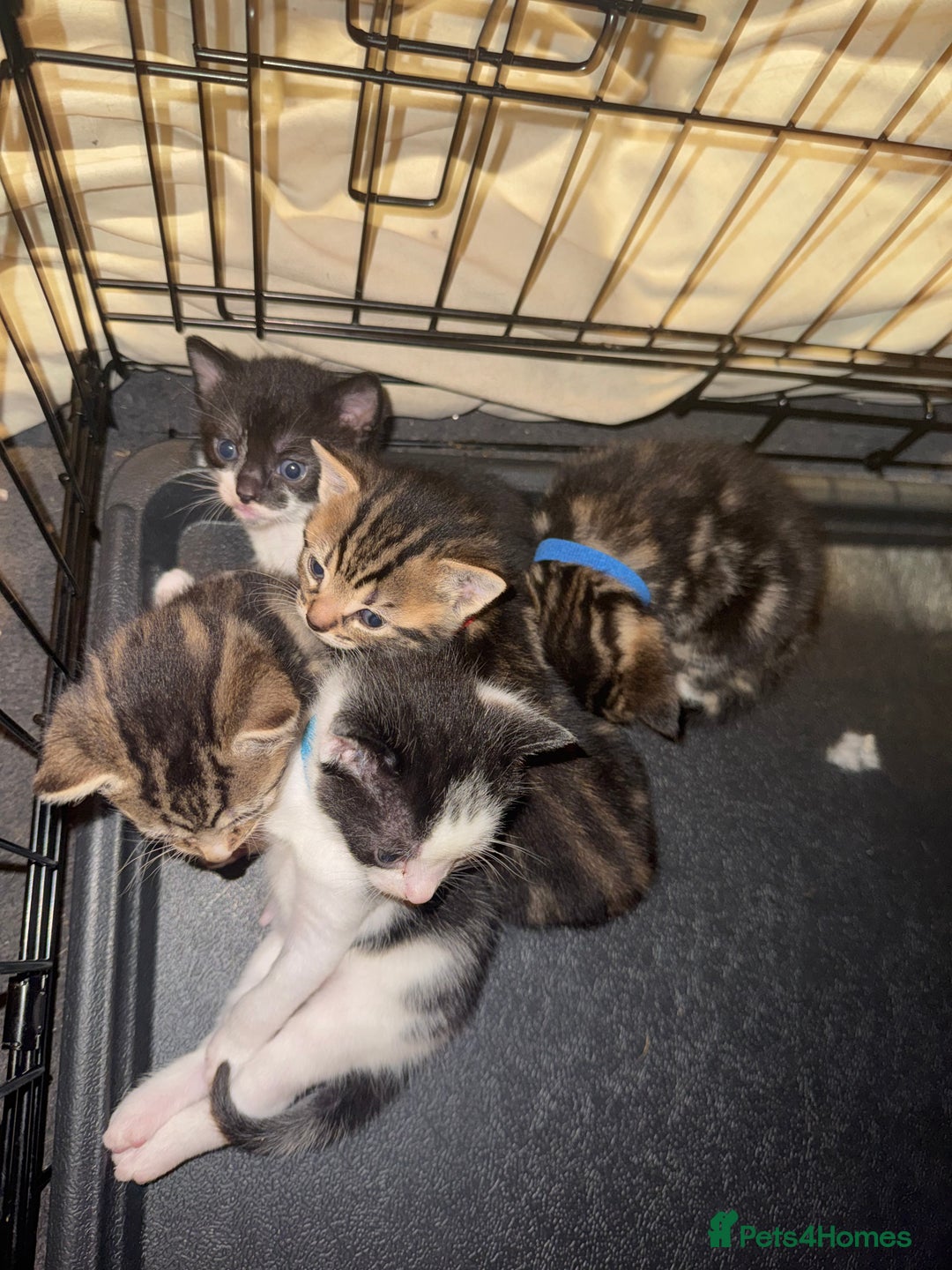 Mixed Breed cats for sale: Kittens for sale can go sept 7th - Image 4