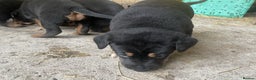 Rottweiler dogs for sale: Clean Rottweiler puppies raised with love and care - Advert 8