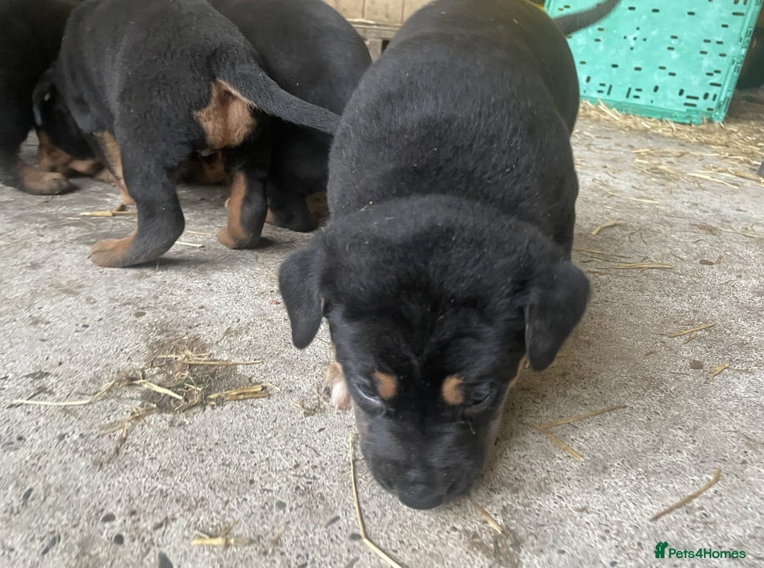 Rottweiler dogs for sale: Clean Rottweiler puppies raised with love and care - Advert 8