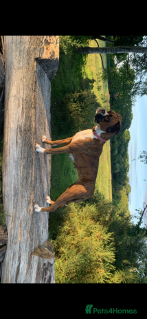 Boxer dogs - Advert 2