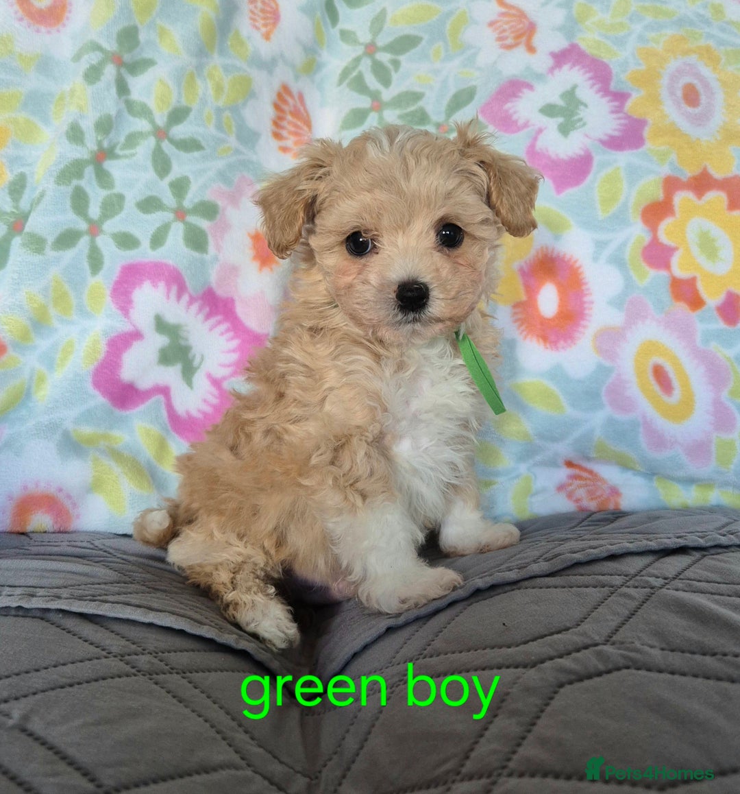 Maltipoo dogs for sale: F1 Maltipoo puppies 🐶 Just 2 girls remaining  - Advert 35