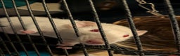 Rat rodents for sale: Female rats for adoption - with cage  - Advert 2