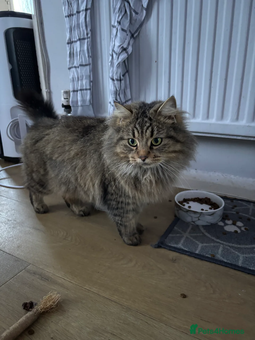 Mixed Breed cats for sale: Beautiful long haired domestic girl  - Advert 2