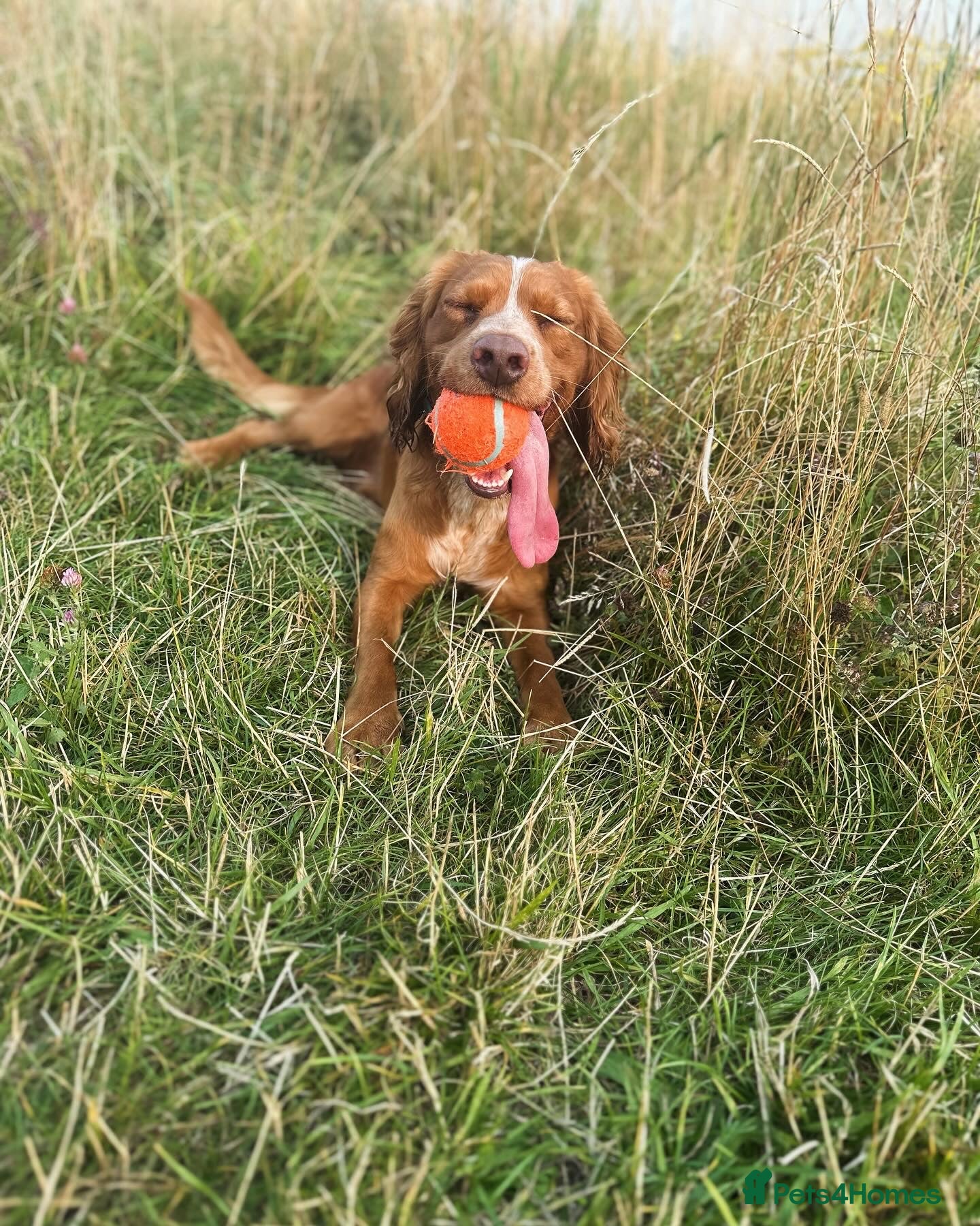 Cocker Spaniel dogs Working Cocker Spaniel at Stud (Proven) - Advert 1