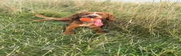 Cocker Spaniel dogs for stud: Working Cocker Spaniel at Stud (Proven) in Wolverhampton - Advert 1