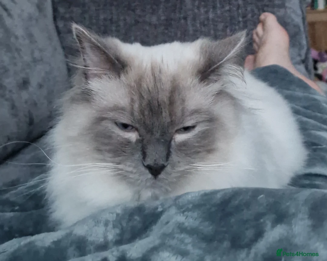 Ragdoll cats for stud: Cosmo - Advert 7