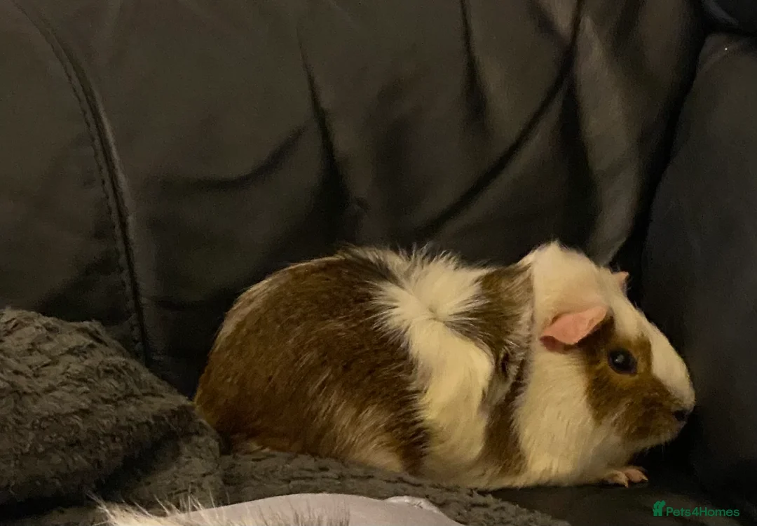 Guinea Pig rodents for sale: Abyssinian male guinea pig - Advert 2