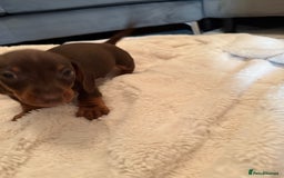 Miniature Dachshund dogs for sale: Miniature dachshund puppy brown boy ready to leave - Image 6