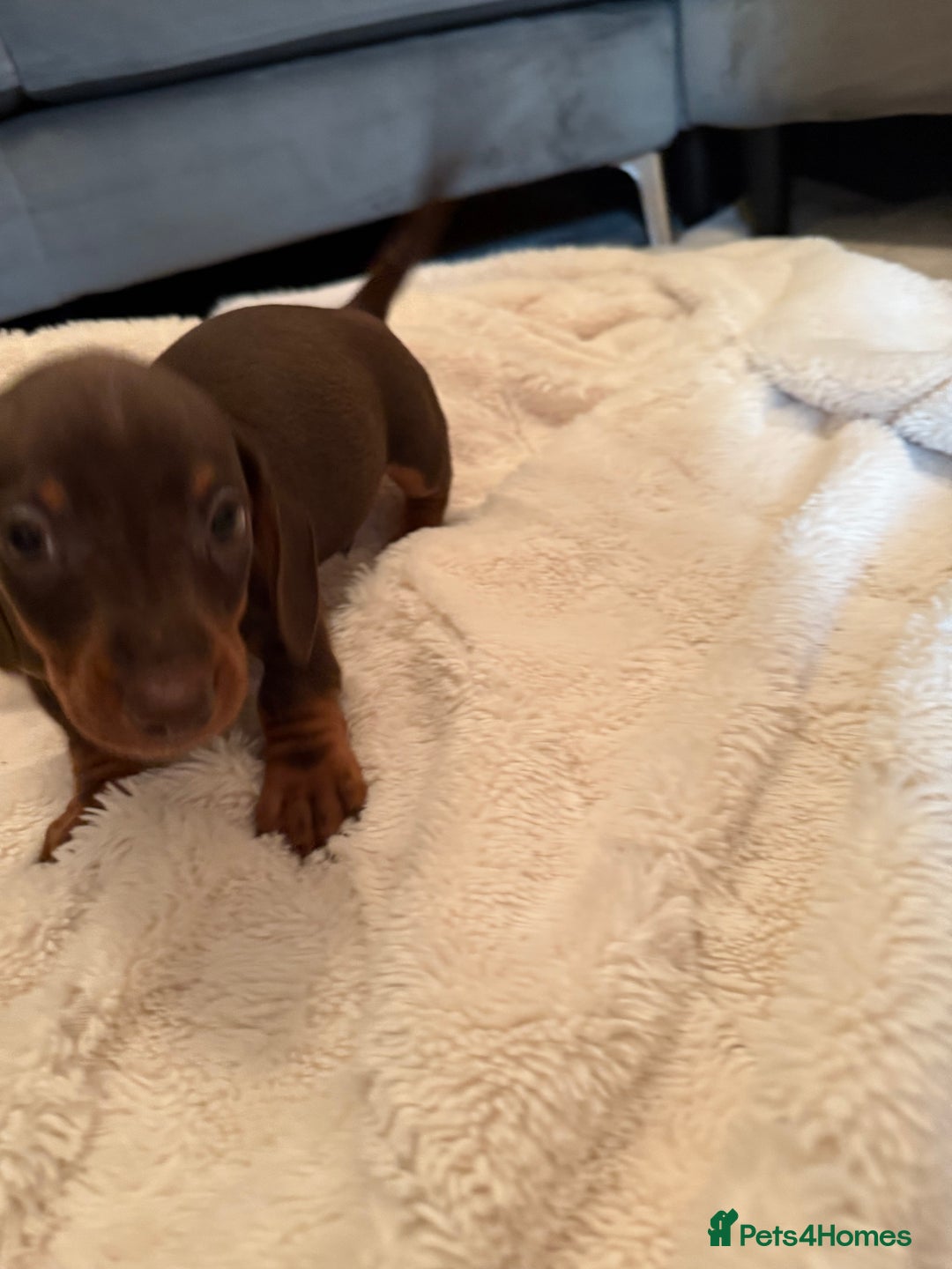 Miniature Dachshund dogs for sale: Miniature dachshund puppy brown boy ready to leave - Image 6