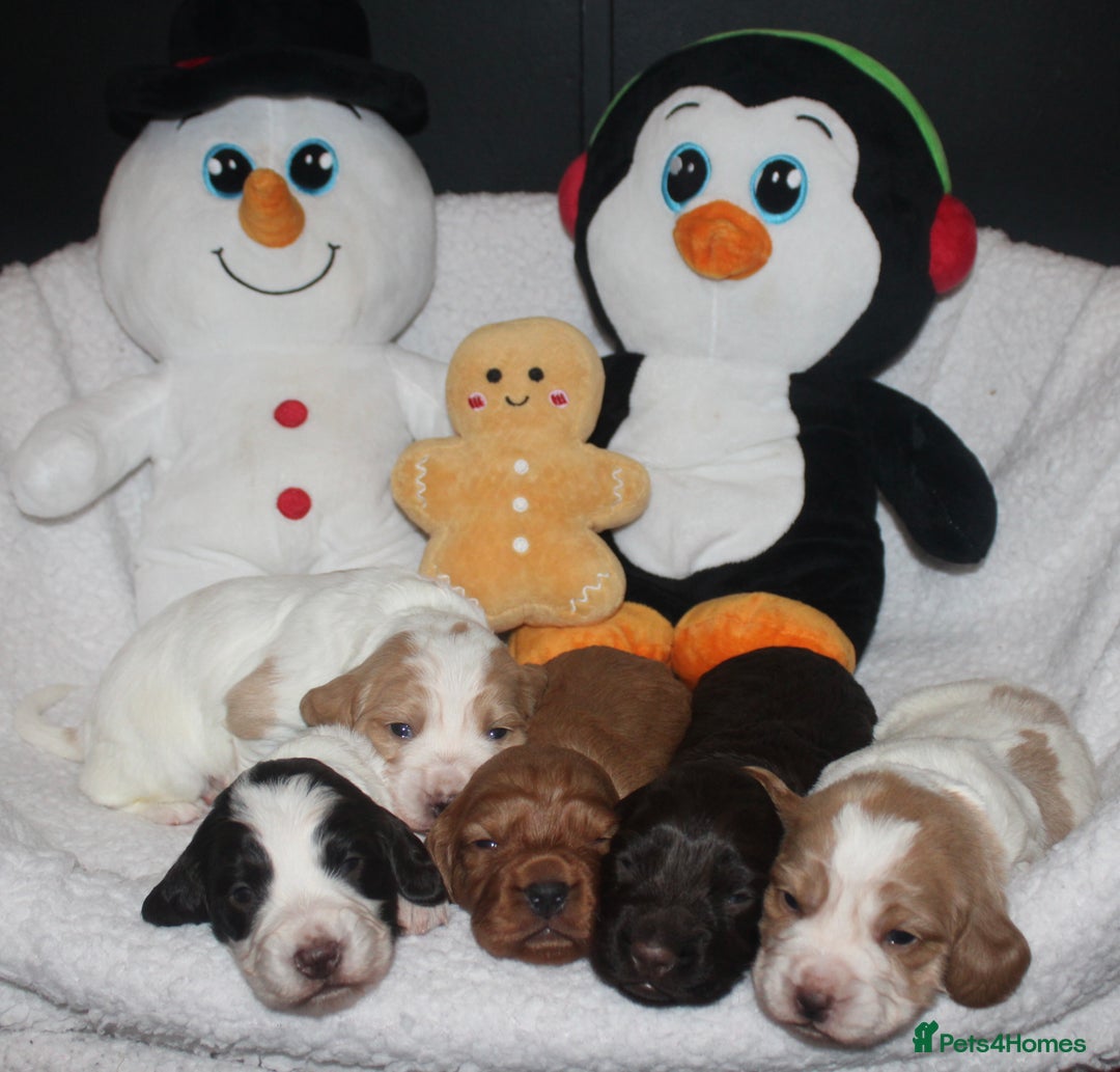 Cocker Spaniel dogs for sale: Working cocker spaniels - Advert 2