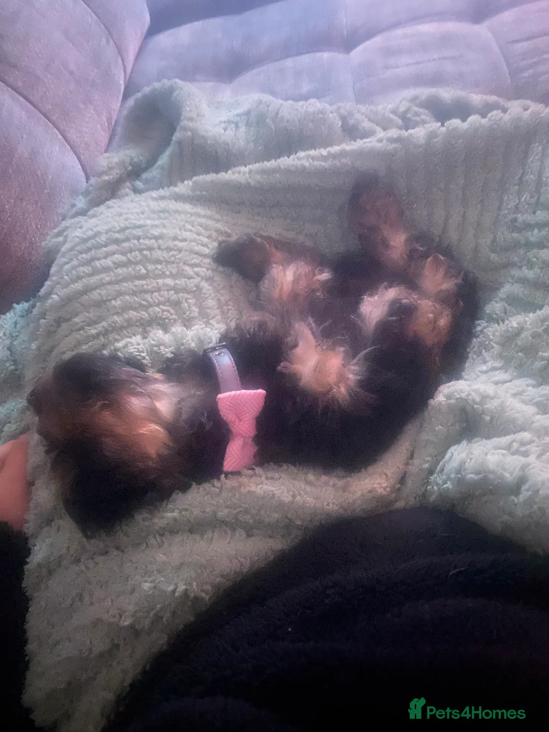 Cavapoo dogs for sale: Perfect Toy Cavapoo  - Advert 3