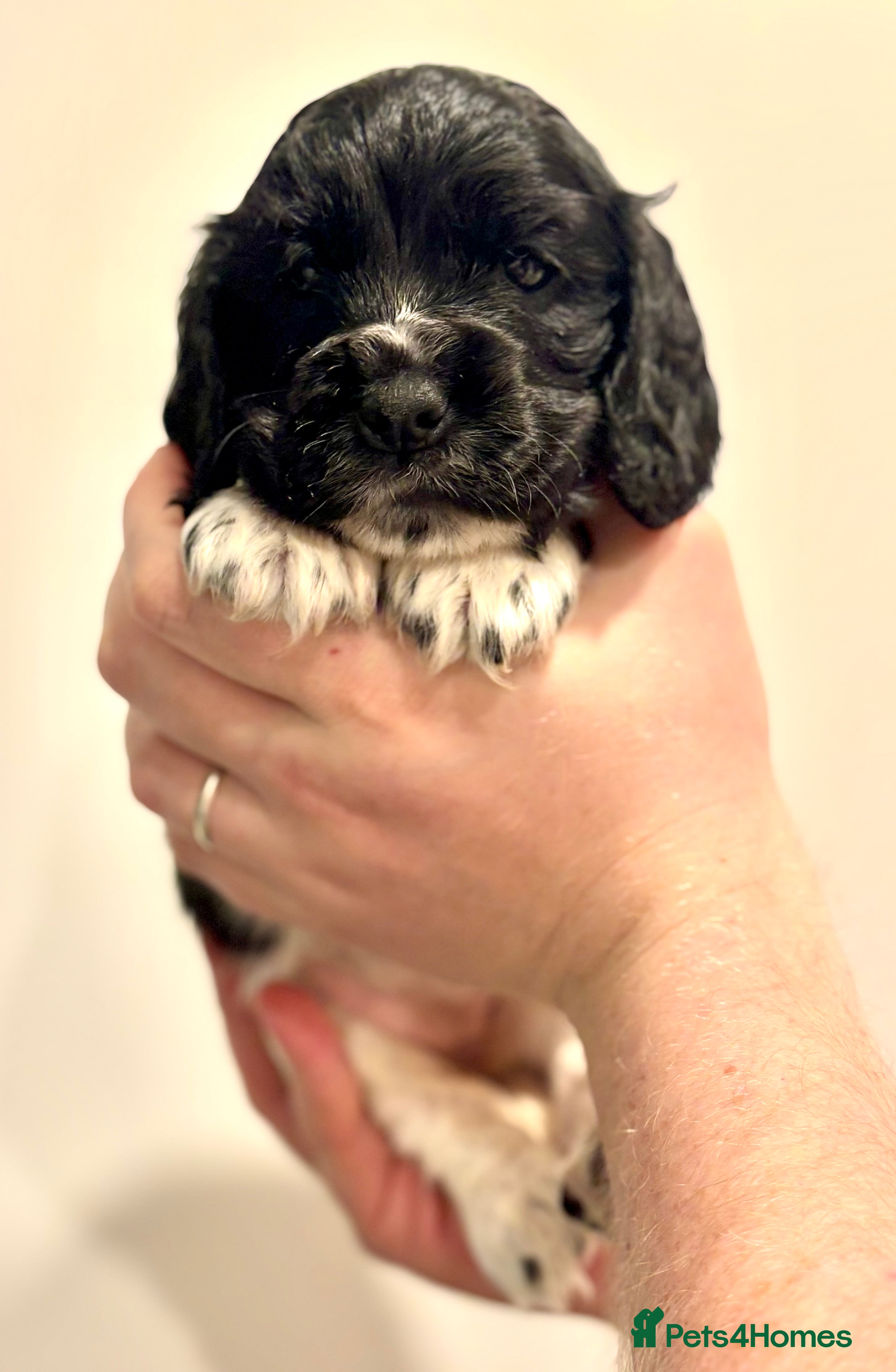 Cocker Spaniel dogs LAST 2 girls ready 27th Feb  - Advert 16