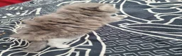 Ragdoll cats for sale: Ragdoll - Advert 14