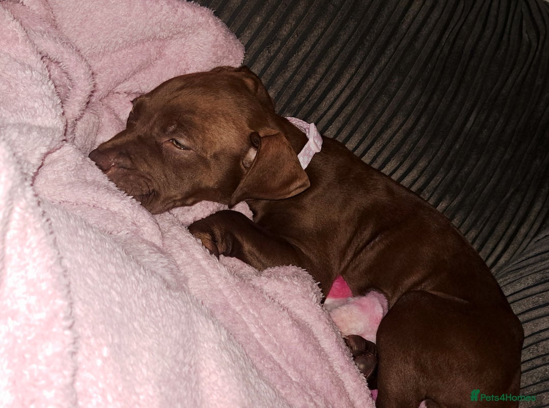 Staffordshire Bull Terrier dogs for sale: Bella - Image 6