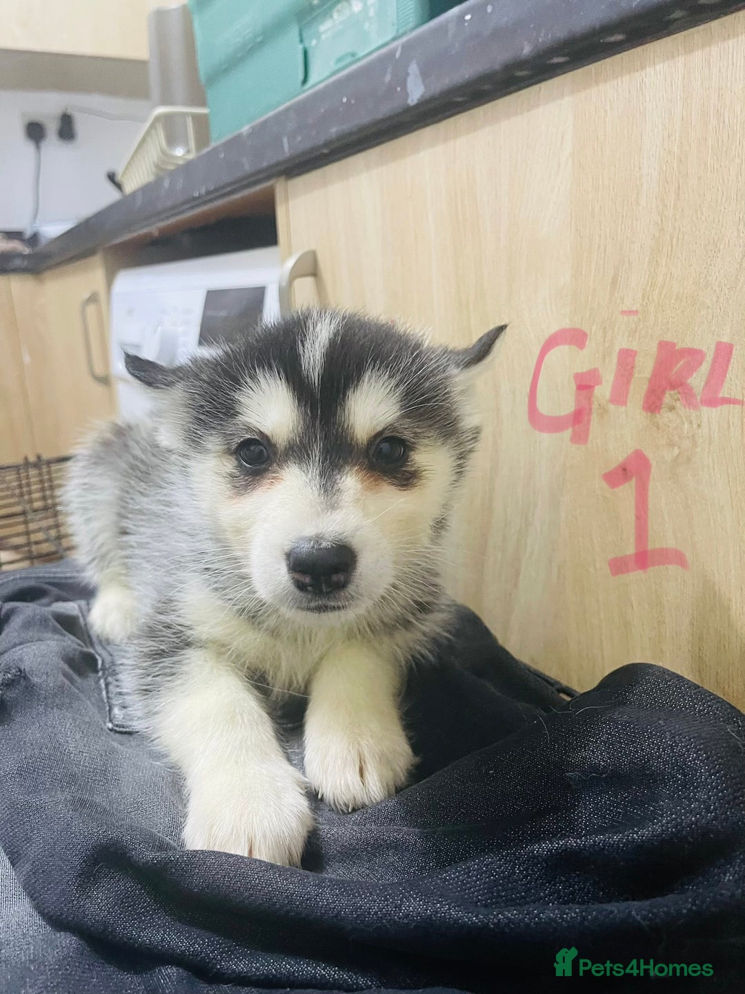 Siberian Husky dogs for sale: Huskies pups for sale - Advert 8