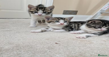 Mixed Breed cats - Advert 5