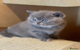 British Shorthair cats for sale: Beautiful British Shorthair Kittens – ReadyOctober - Image 1