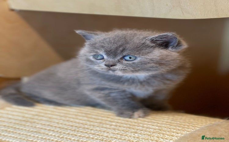 British Shorthair cats - Advert 14