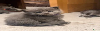 Maine Coon 3