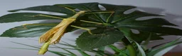 Stick Insects invertebrates for sale: STICK INSECTS   Green Bean, Sabah, Sunny, Choclog - Advert 5