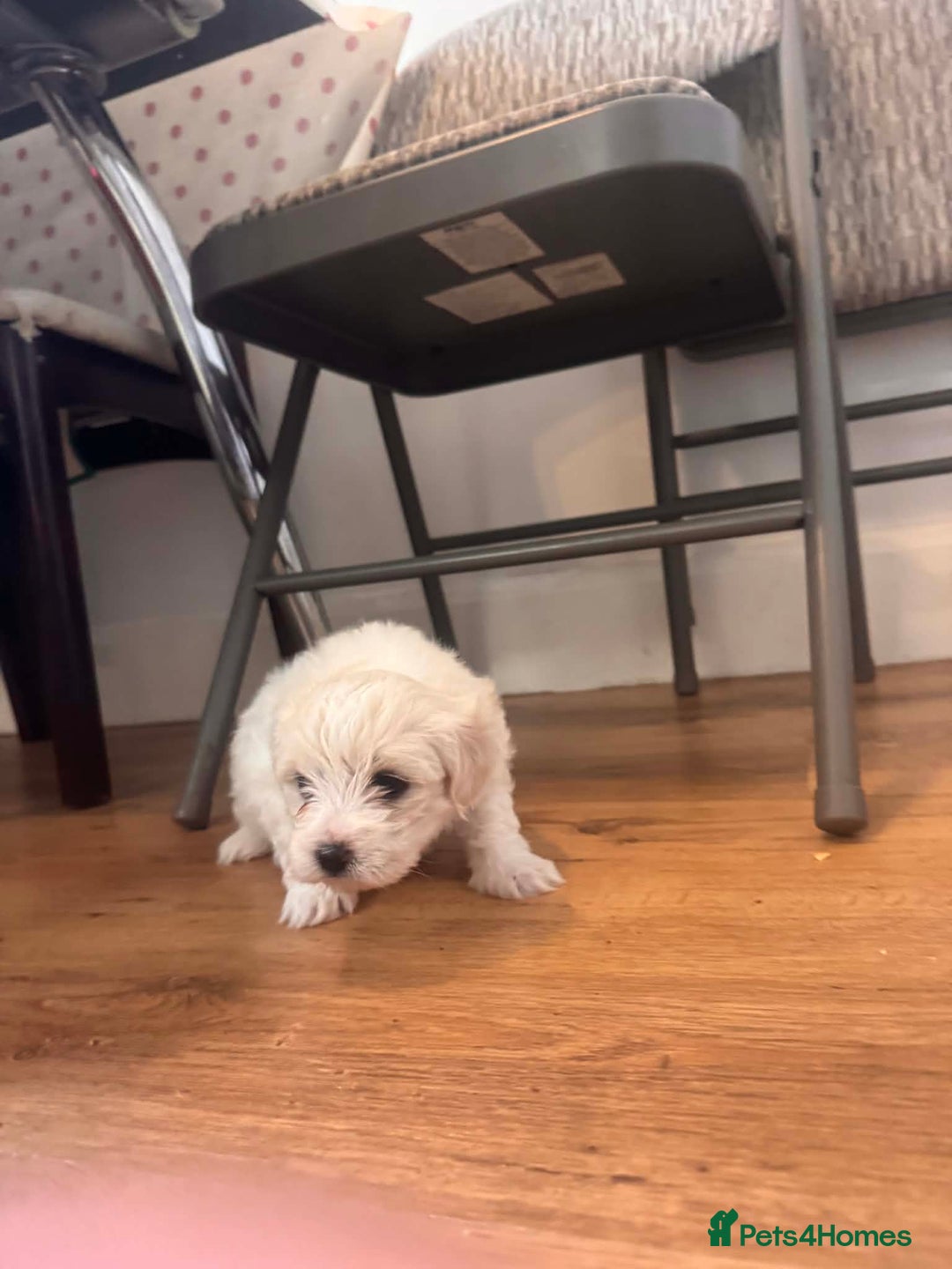 Bichon Frise dogs for sale: Bichon maltese - Advert 4