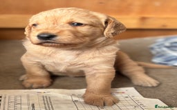 Labradoodle dogs for sale: F1 Labradoodles  - Image 24