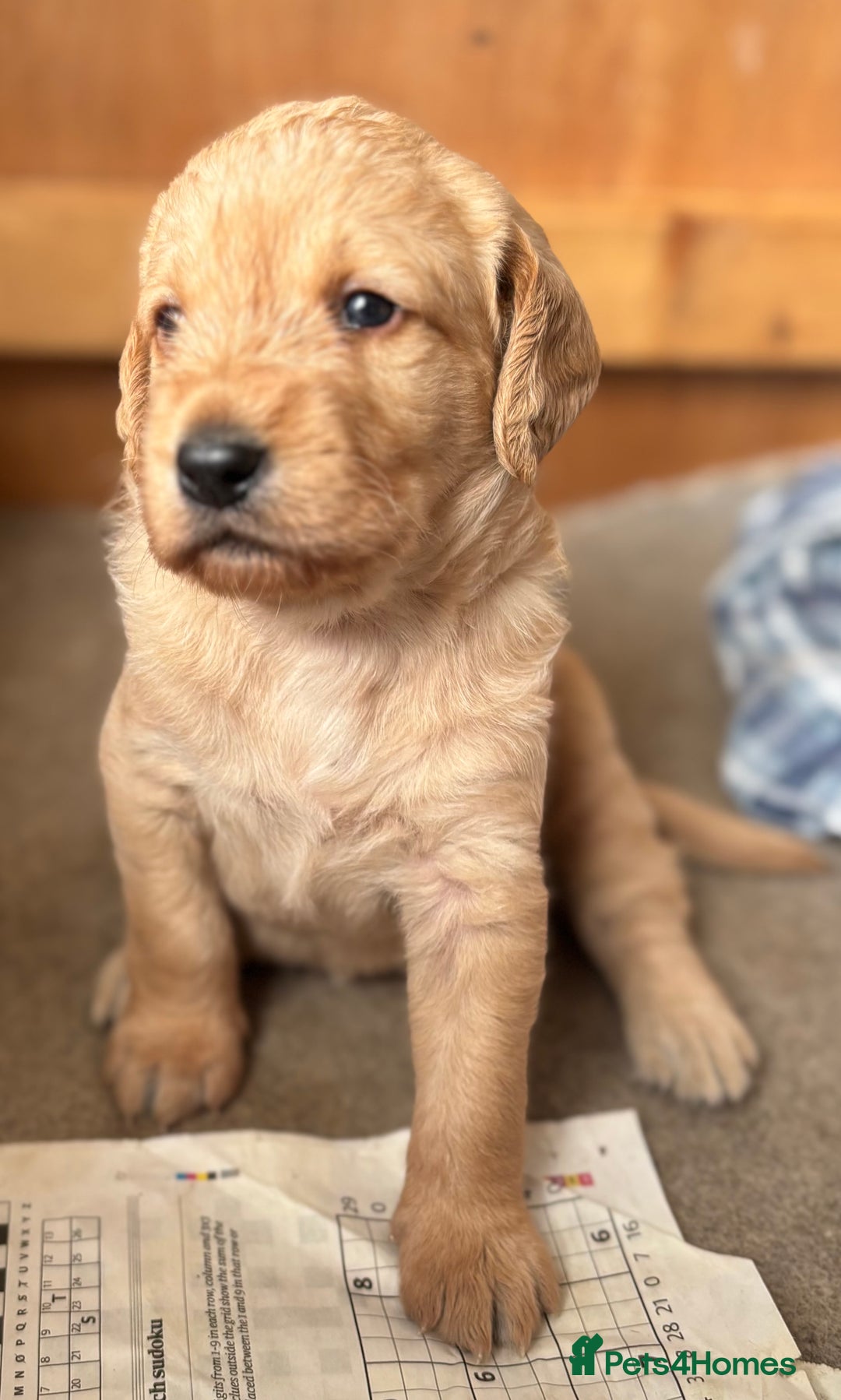 Labradoodle dogs for sale: F1 Labradoodles  - Image 24