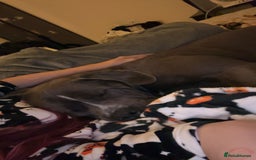 Cane Corso dogs for sale: Cane Corso looking forever home - Image 3