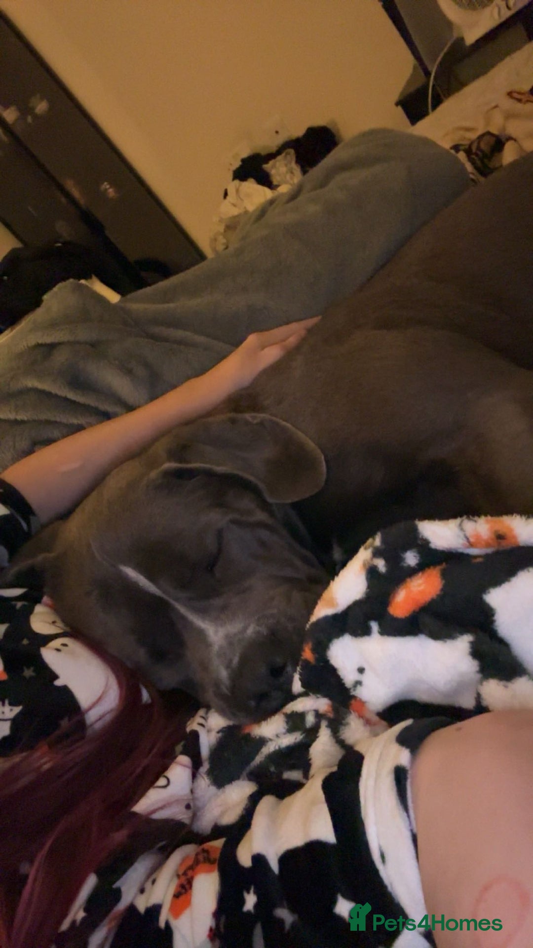 Cane Corso dogs for sale: Cane Corso looking forever home - Image 3