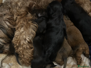 Mixed Breed dogs Lovely little shipoo pups - Advert 6