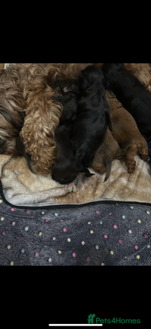 Mixed Breed dogs Lovely little shipoo pups - Advert 1