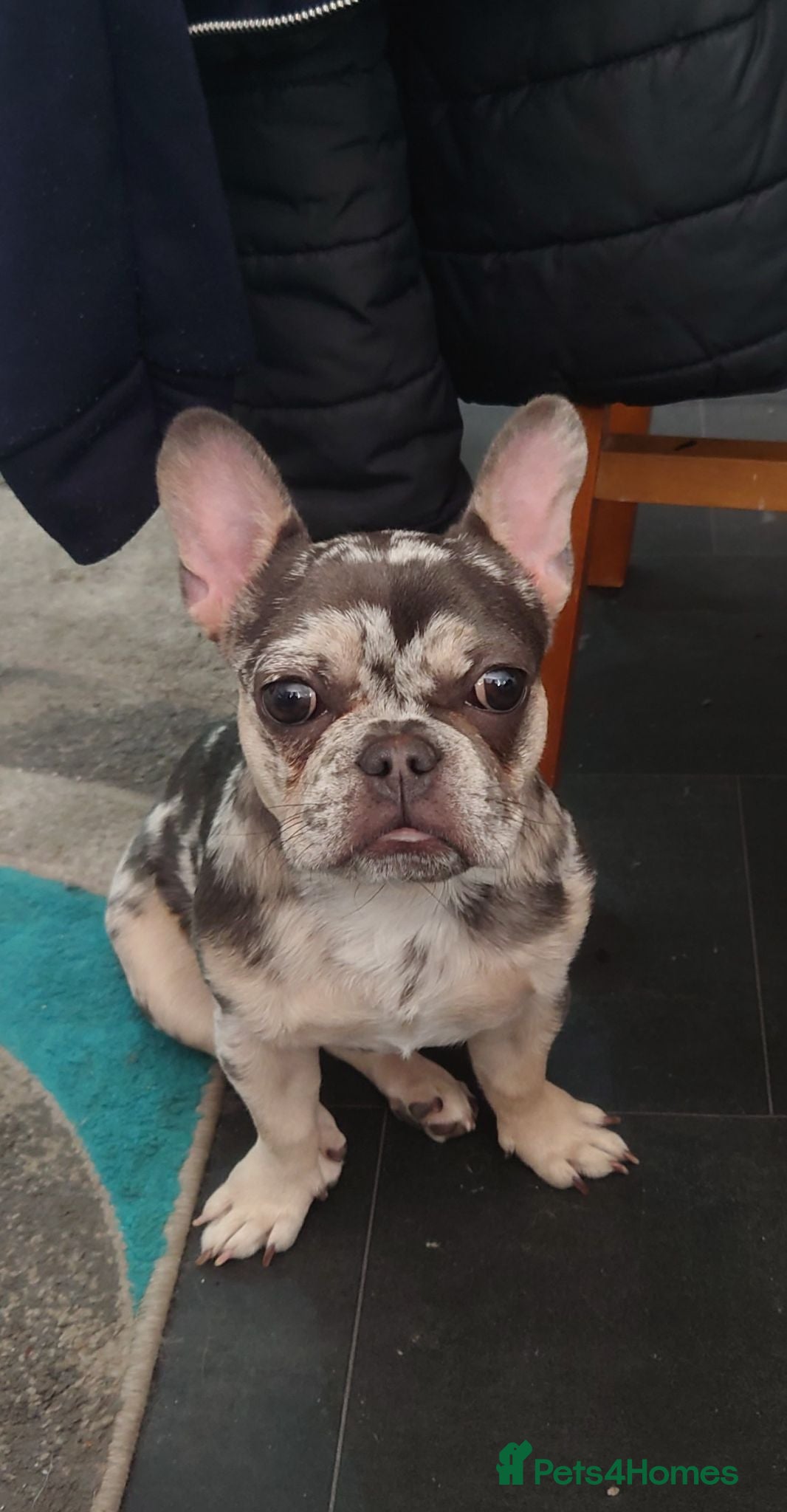 French Bulldog dogs French bulldog merle colour  - Advert 1
